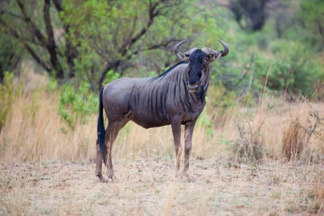 Blue Wildebees